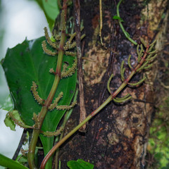 Peperomia pernambucensis