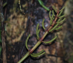 Peperomia pernambucensis