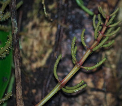 Peperomia pernambucensis
