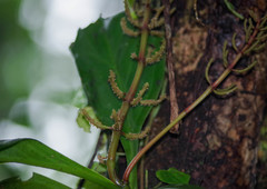 Peperomia pernambucensis