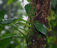 Peperomia pernambucensis