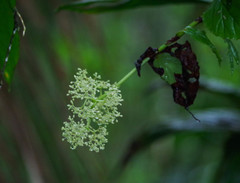Begonia glabra