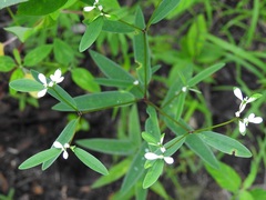 Euphorbia ariensis