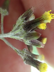 Senecio glomeratus glomeratus