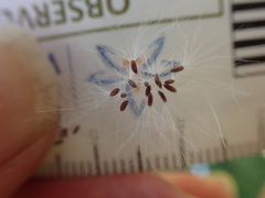 Senecio glomeratus glomeratus