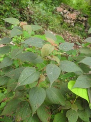 Acalypha macrostachya