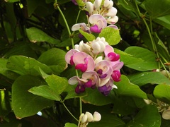 Ramirezella penduliflora