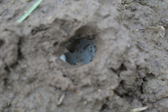 Leptodactylus bufonius