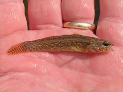 Etheostoma nigripinne