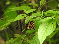 Mechanitis lysimnia utemaia