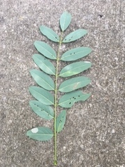 Robinia pseudoacacia