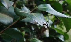 Myrmecotypus iguazu