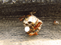 Polistes weyrauchorum
