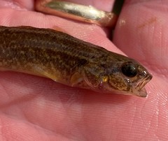 Etheostoma nigripinne