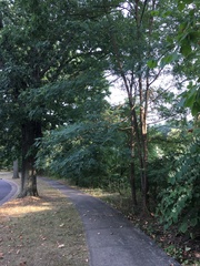 Robinia pseudoacacia