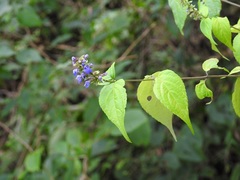 Salvia connivens