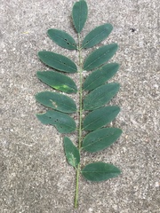 Robinia pseudoacacia