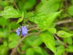 Salvia connivens