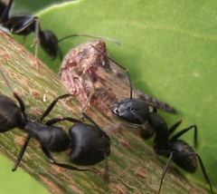 Oxyrhachis taranda