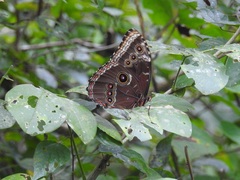 Morpho helenor octavia