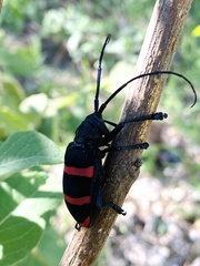 Ceroplesis orientalis