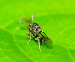 Eucharitidae