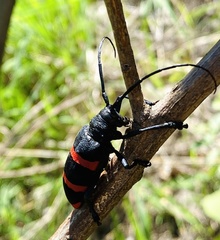 Ceroplesis orientalis