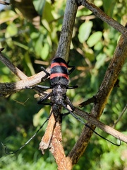 Ceroplesis orientalis