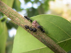Oxyrhachis taranda