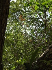 Trichocentrum andreanum