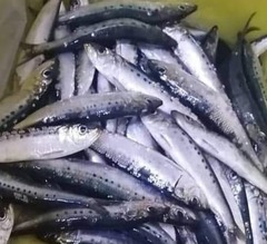 Sardinops sagax