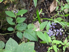 Hebecarpa costaricensis
