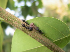 Oxyrhachis taranda