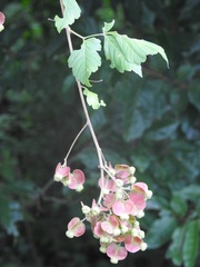 Serjania cardiospermoides