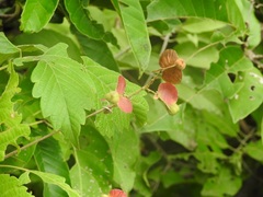 Serjania cardiospermoides