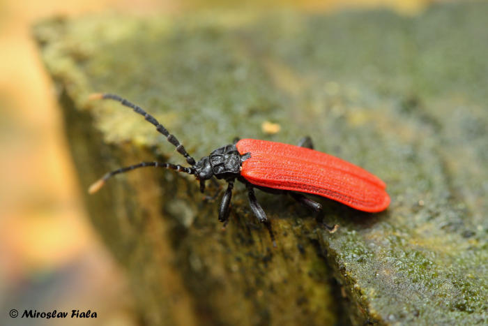 Platycis