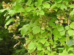 Serjania cardiospermoides