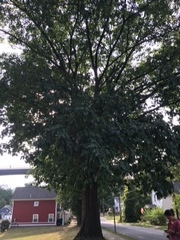 Quercus rubra