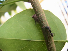 Oxyrhachis taranda