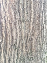 Quercus rubra