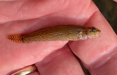 Etheostoma nigripinne
