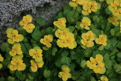Chrysosplenium serreanum
