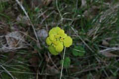 Chrysosplenium serreanum