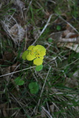 Chrysosplenium serreanum