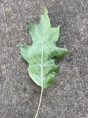 Quercus rubra
