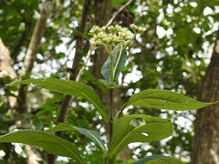 Desmanthodium perfoliatum