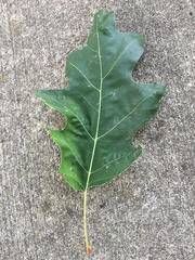Quercus rubra