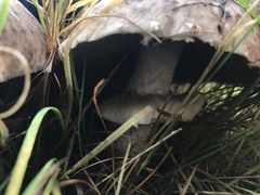 Agaricus incultorum
