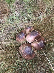 Agaricus incultorum