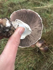Agaricus incultorum
